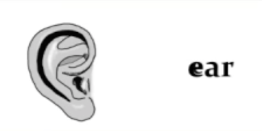 ear